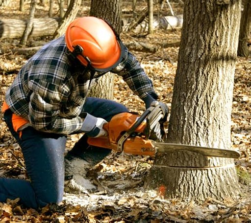 Tree Removal in Christiansburg, VA
